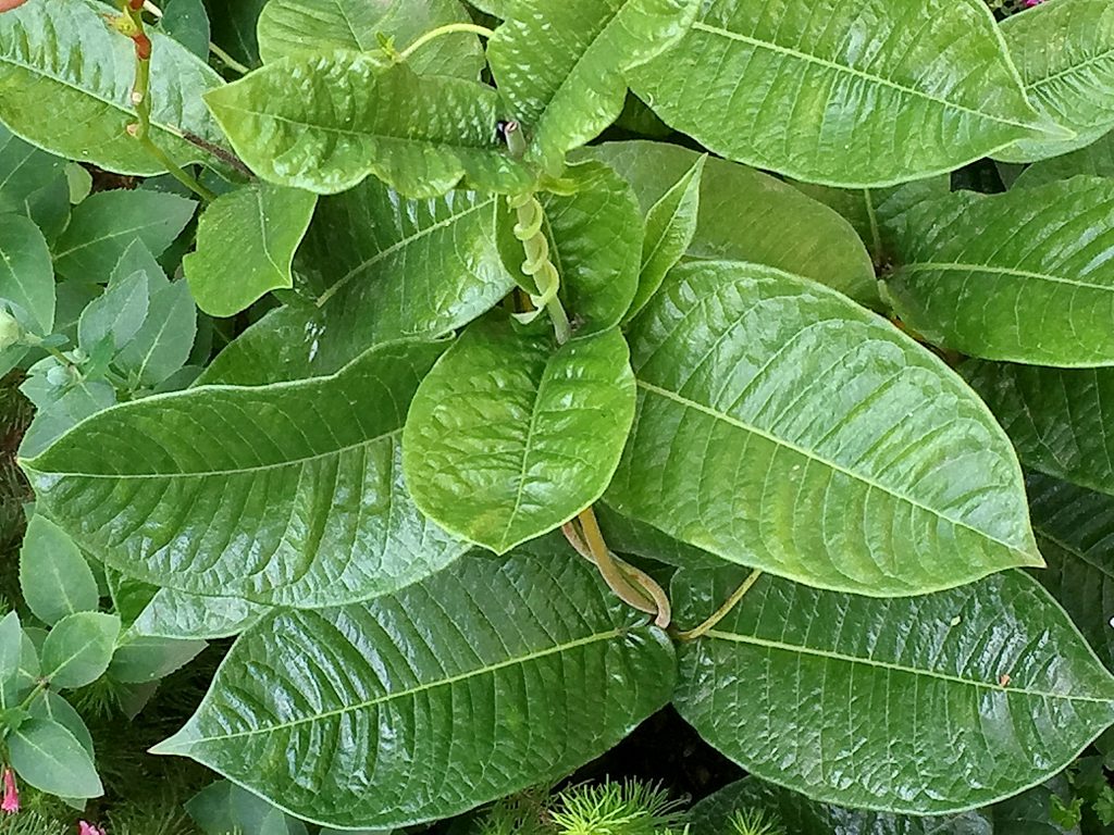マンデビラ・ローズジャイアントの葉脈に沿って凹凸のある艶のある葉